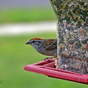 Chipping Sparrow