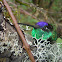 Magnificent Hummingbird