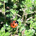 Ladybug