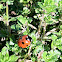 Ladybug