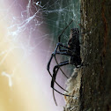 Unknown spider