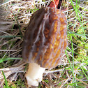 Yellow Morel