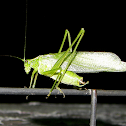 Northern Bush Katydid