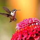 Ruby-throated Hummingbird