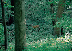fontenelle_forest01_mforsberg01.jpg