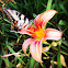 Eastern Tiger Swallowtail