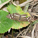 Pale-banded Crescent