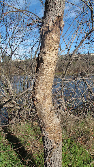 Spotting Image 1