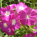 Periwinkle