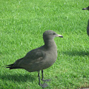 Heermann's Gull