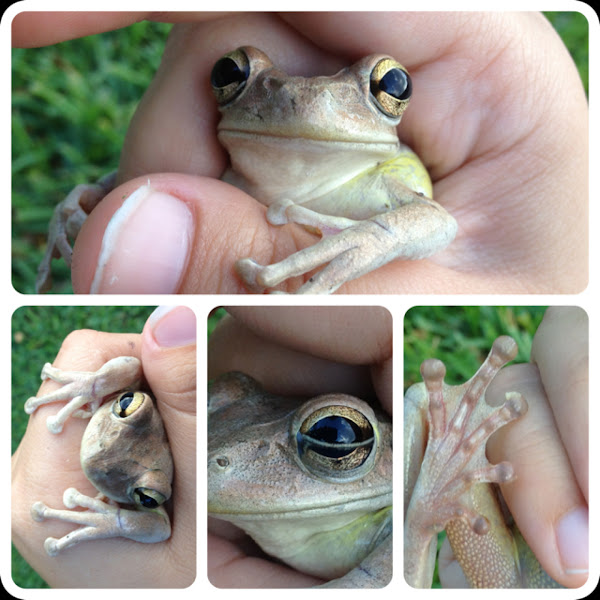 Cuban tree frog Project Noah