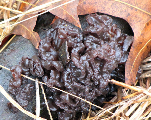 Spotting Image 1