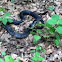 Black Rat Snake