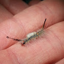 White Marked Tussock Moth Caterpillar