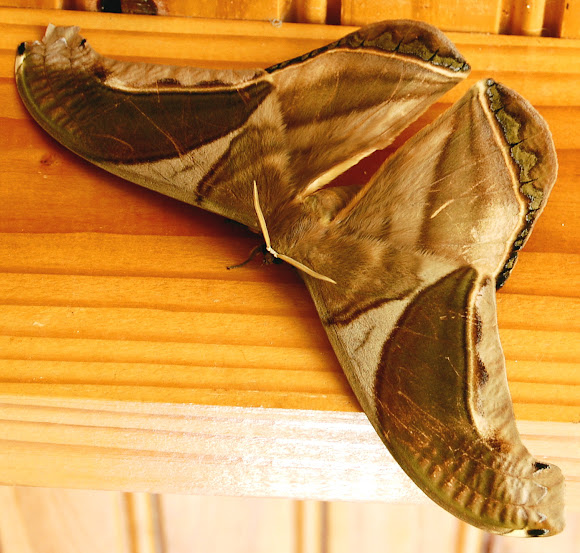 Spotting Image 1