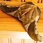 Mega Moth
