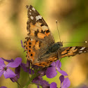 Painted Lady