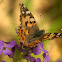 Painted Lady