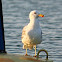 Yellow-legged Gull