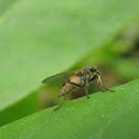 fly