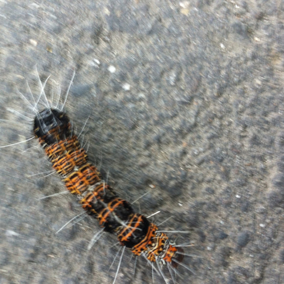 Spotting Image 1