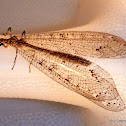 Ant Lion