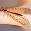 Ant Lion