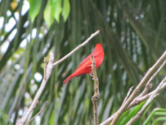 Spotting Image 1