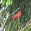 Summer tanager?
