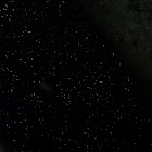 Bats