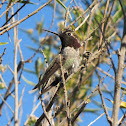 Anna's Hummingbird