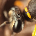 Mud Dauber wasp making nest