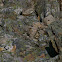 American Pika