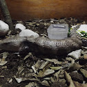 Blue-Tongued Skink