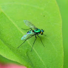 long-legged fly