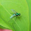 long-legged fly
