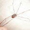 Laotian Harvestmen