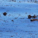 Sea Otter