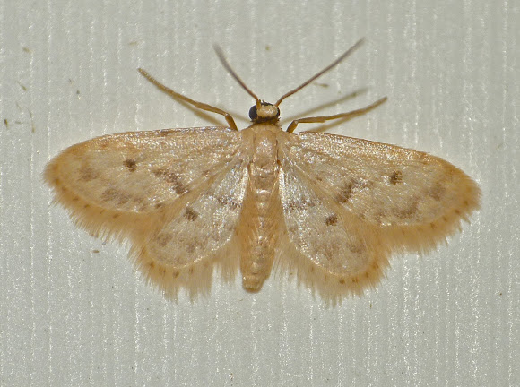 Spotting Image 1