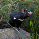 Tasmanian Devil