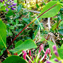 Empusa