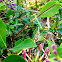 Empusa