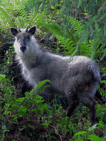 Spotting Image 1