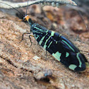 Pied lacewing