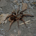 Araña Pollito