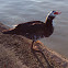Muscovy Duck