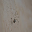 Long Bodied Cellar Spider
