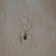 Long Bodied Cellar Spider
