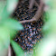 Bees