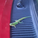 Gold Dust Day Gecko